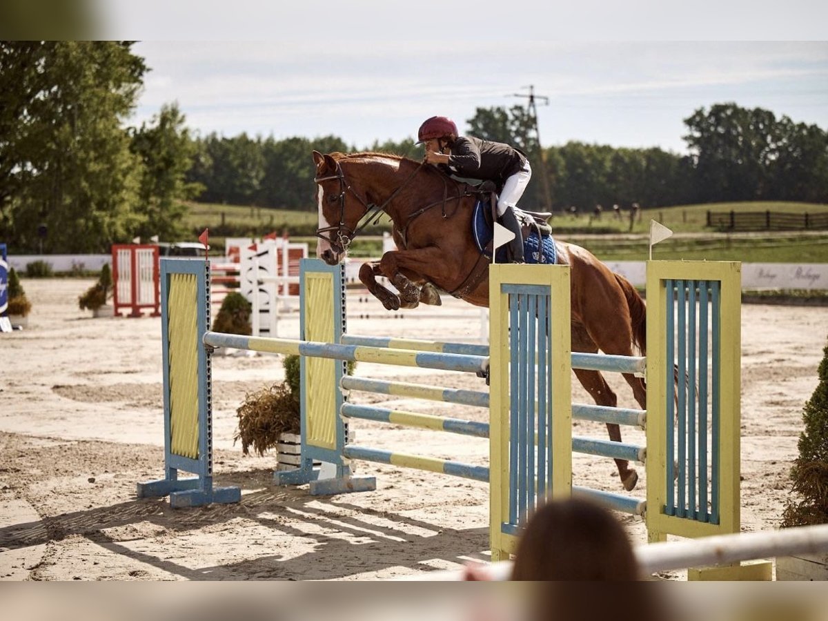 Polnisches Halbblut Wallach 11 Jahre 165 cm Fuchs in Robercin