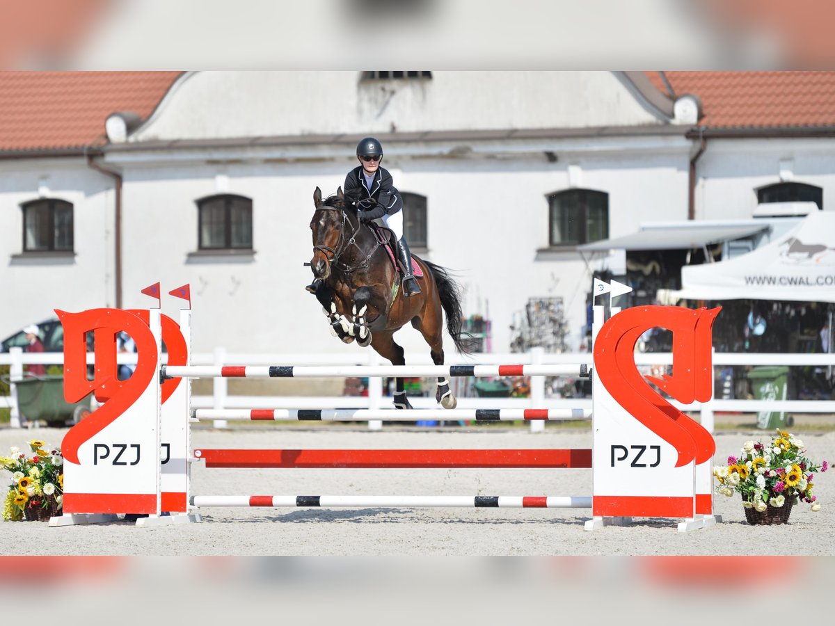 Polnisches Halbblut Wallach 11 Jahre 170 cm Rotbrauner in Piaseczno