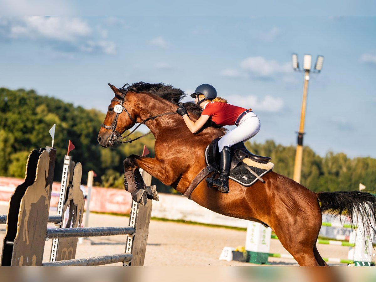 Polnisches Halbblut Wallach 11 Jahre 173 cm Rotbrauner in &#x141;o&#x15B;