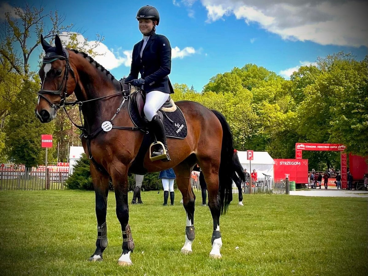 Polnisches Halbblut Wallach 13 Jahre 172 cm Brauner in Majdany