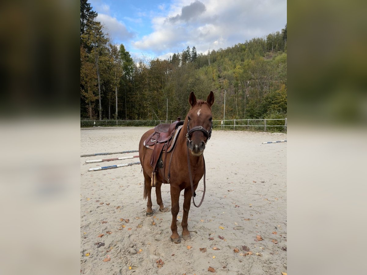 Polnisches Halbblut Wallach 14 Jahre 151 cm Fuchs in Geising