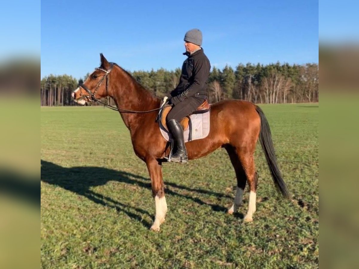 Polnisches Halbblut Wallach 3 Jahre 158 cm Brauner in G&#xF6;rlitz