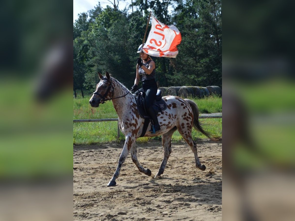 Polnisches Halbblut Wallach 3 Jahre 165 cm Tigerschecke in Santok