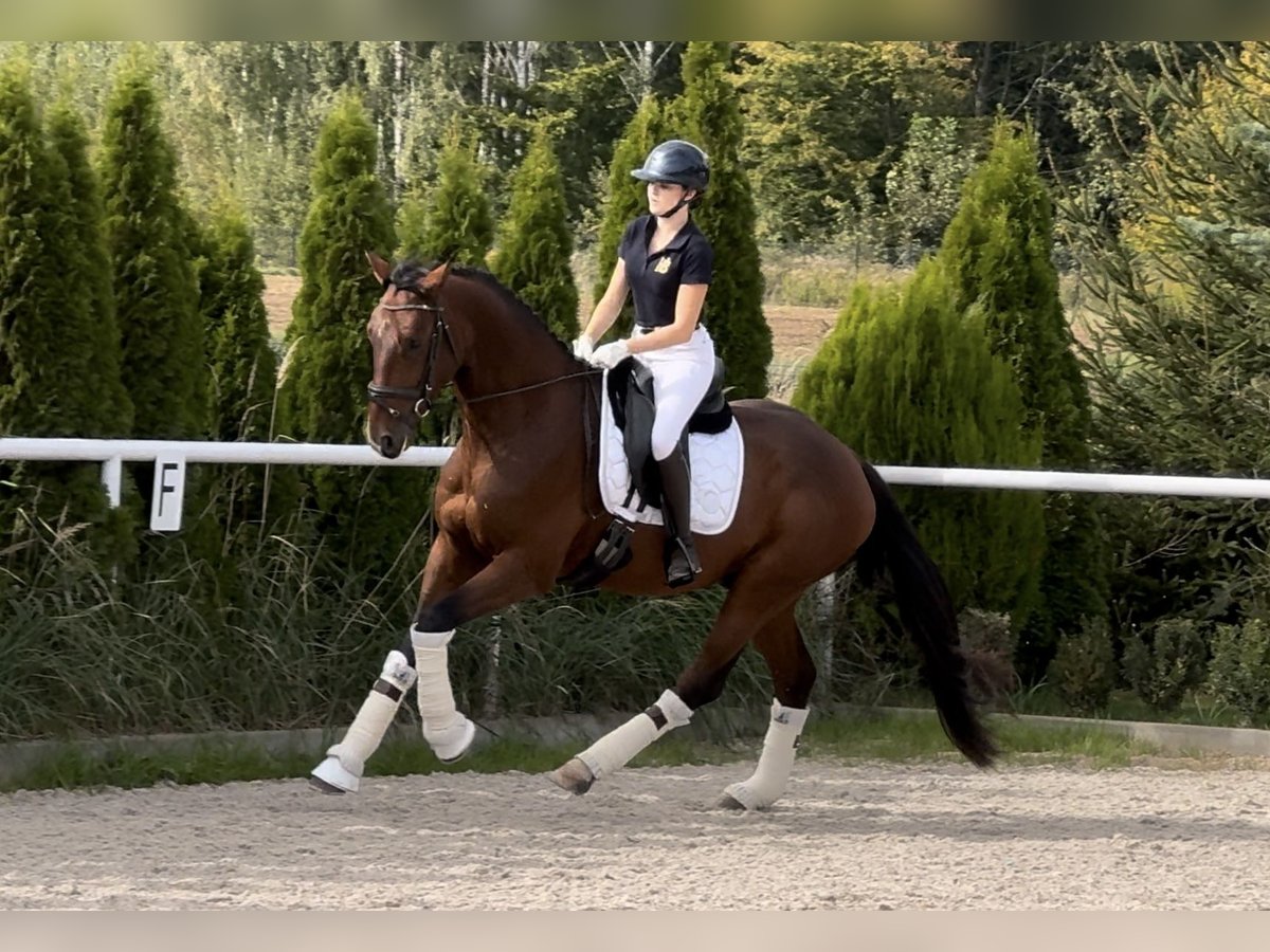 Polnisches Halbblut Wallach 3 Jahre 170 cm Brauner in Lublin