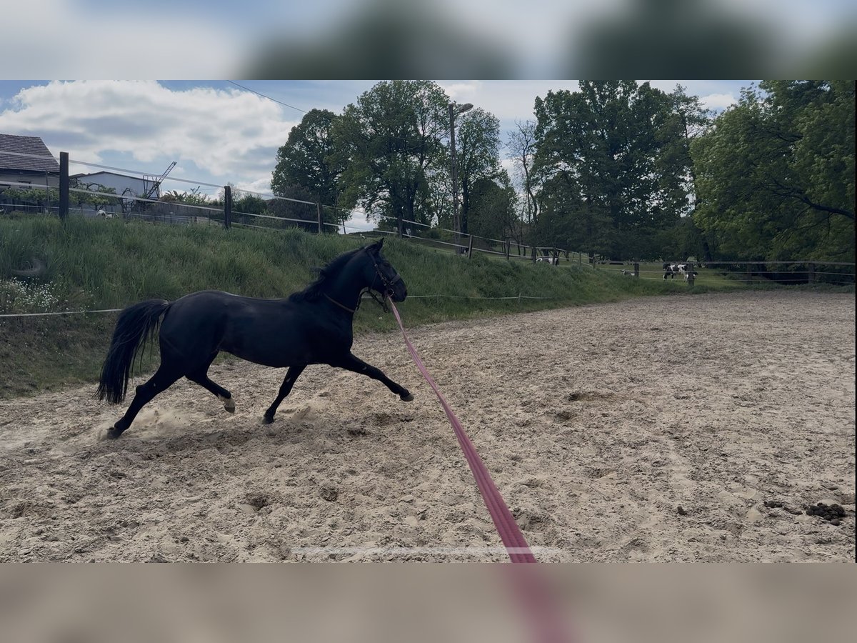 Polnisches Halbblut Mix Wallach 4 Jahre 158 cm Schimmel in Mikołów