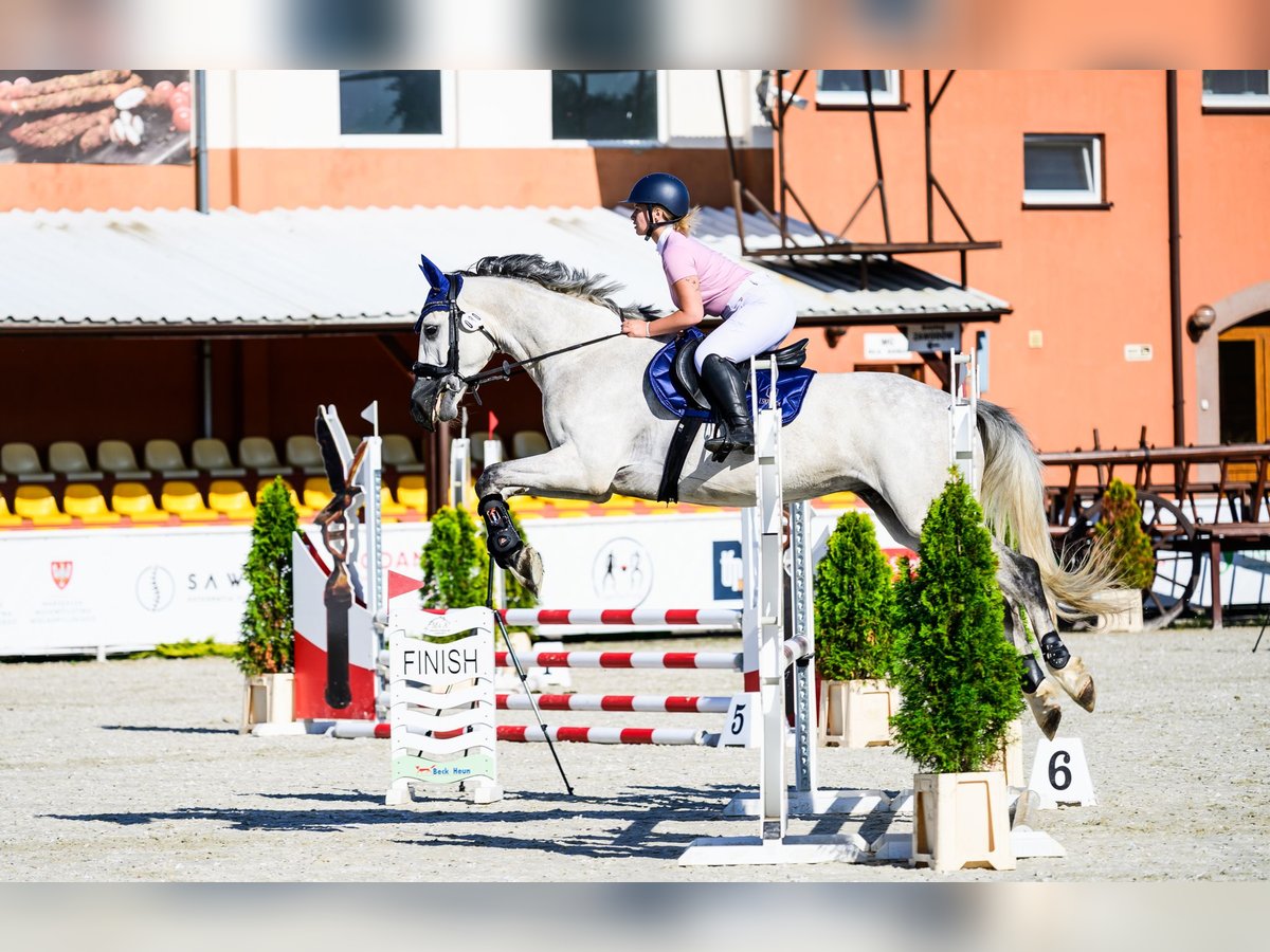Polnisches Halbblut Wallach 5 Jahre 170 cm Schimmel in Jarocin