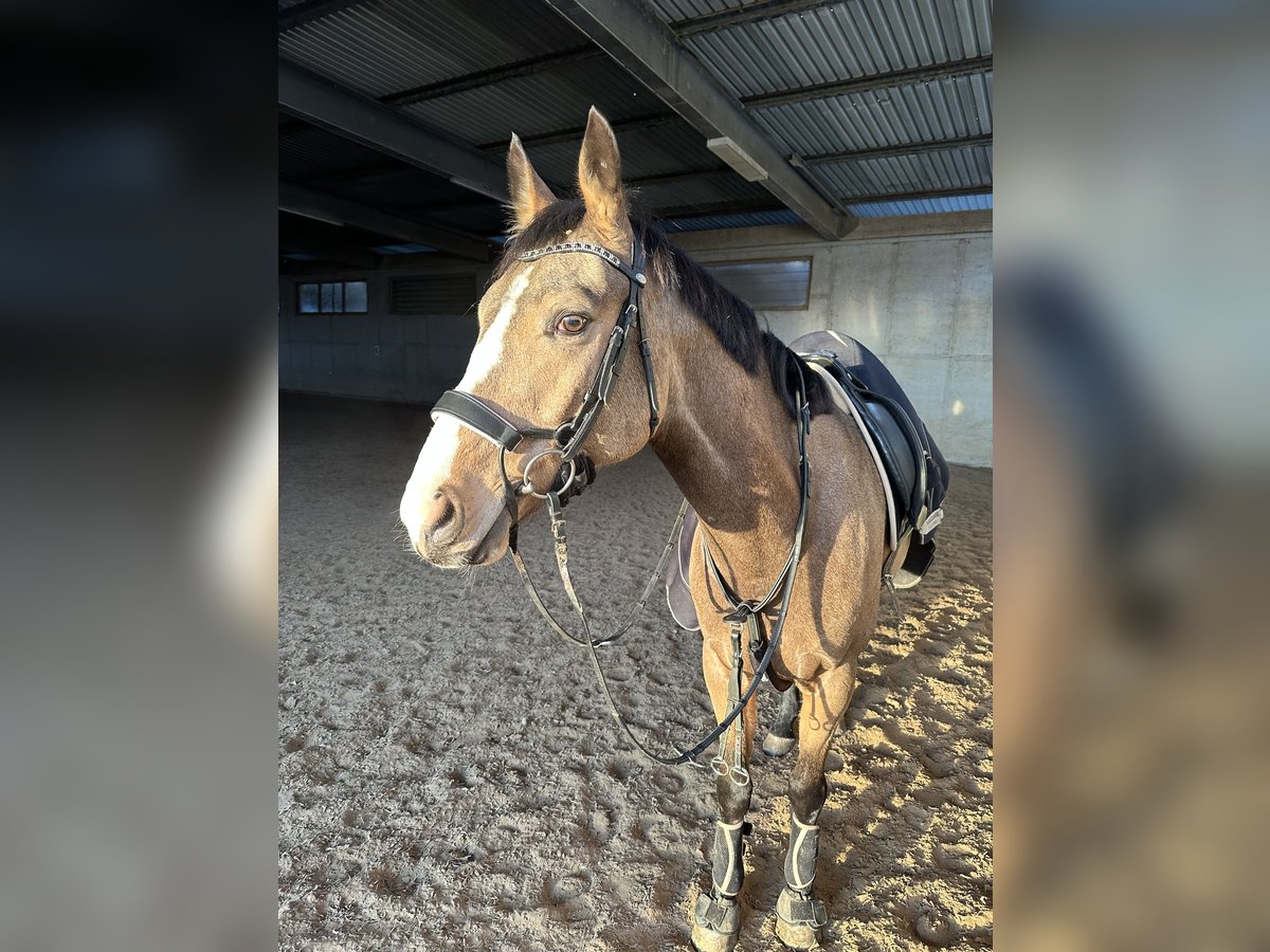 Polnisches Halbblut Wallach 6 Jahre 163 cm Buckskin in Heiningen