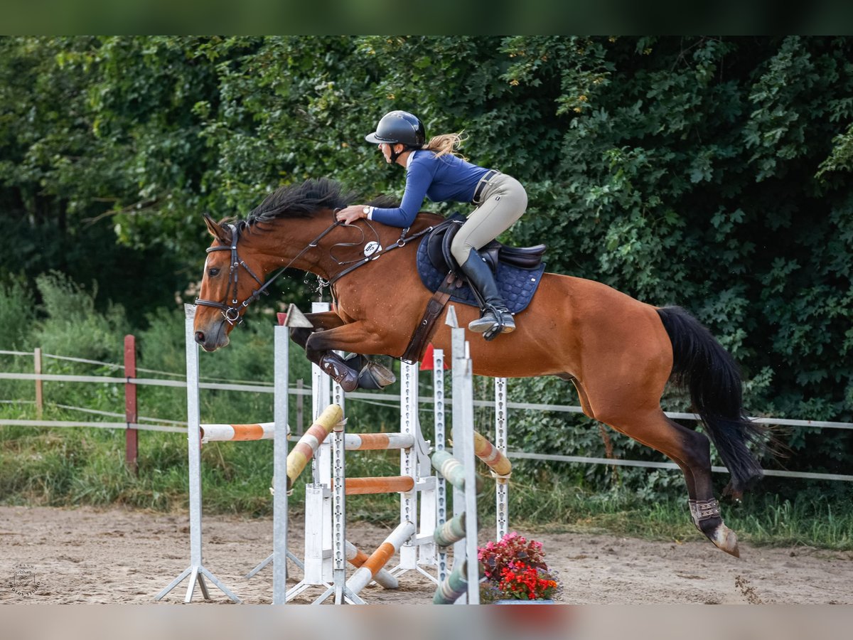 Polnisches Halbblut Wallach 6 Jahre 165 cm Rotbrauner in e&#x142;k