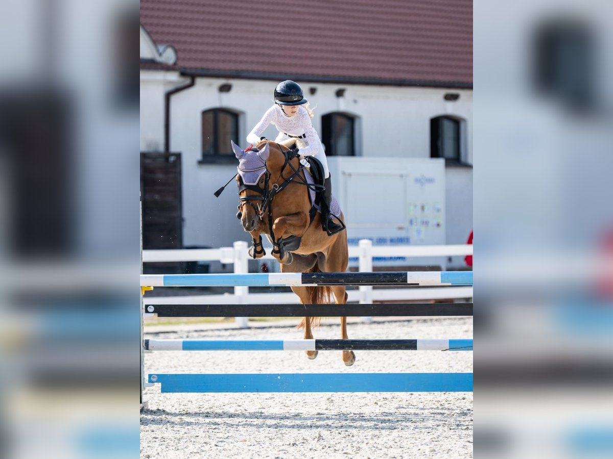 Polnisches Halbblut Wallach 7 Jahre 155 cm Fuchs in &#x141;&#xF3;d&#x17A;