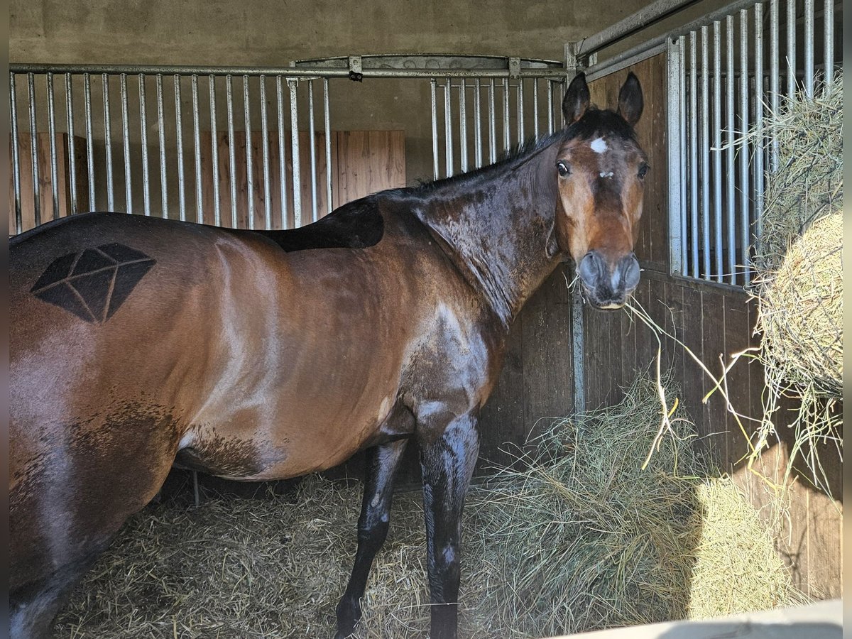 Polnisches Halbblut Wallach 7 Jahre 164 cm Dunkelbrauner in Pyrzowice