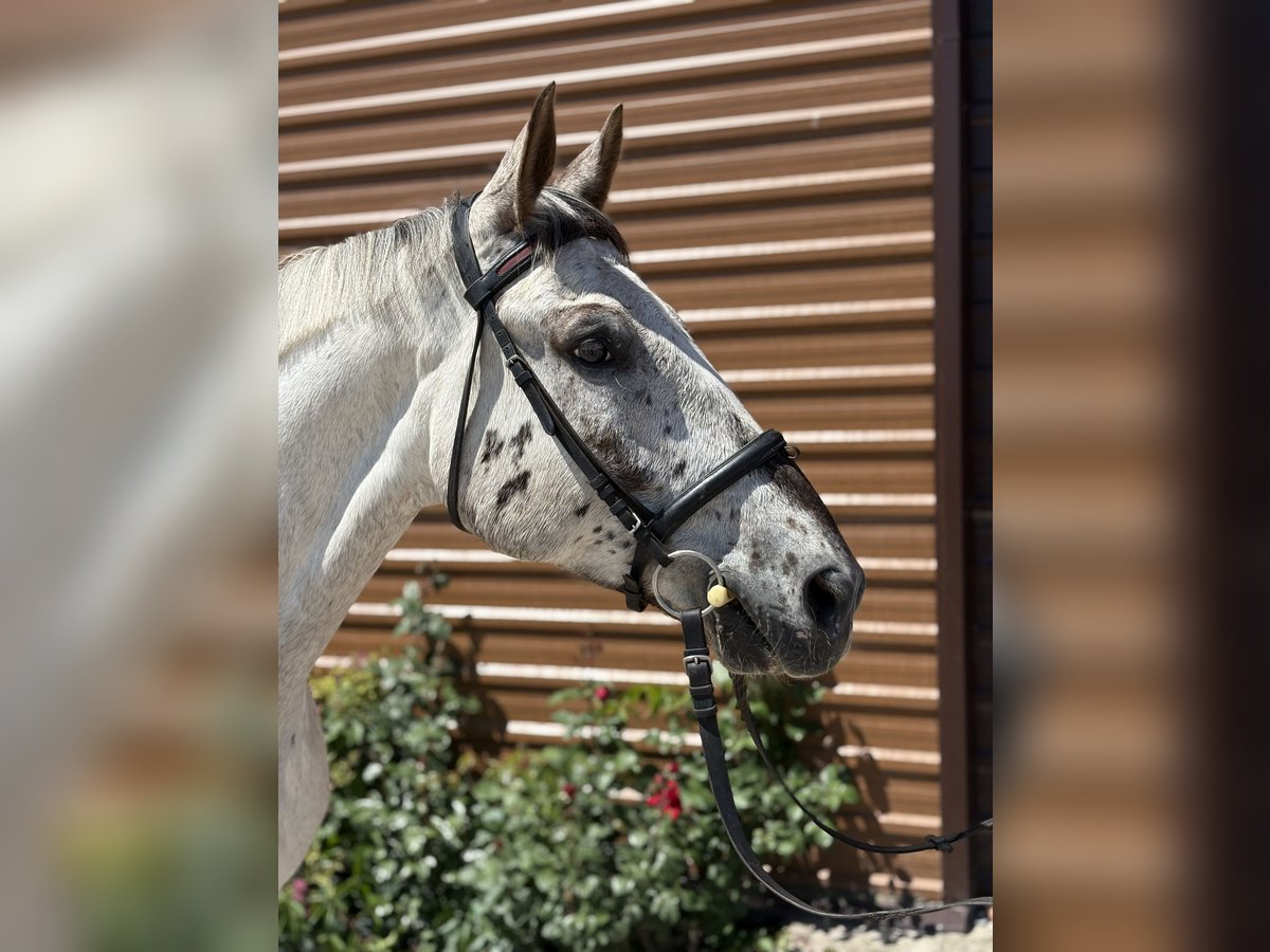 Polnisches Halbblut Wallach 7 Jahre 167 cm Tigerschecke in K&#x105;kolewice
