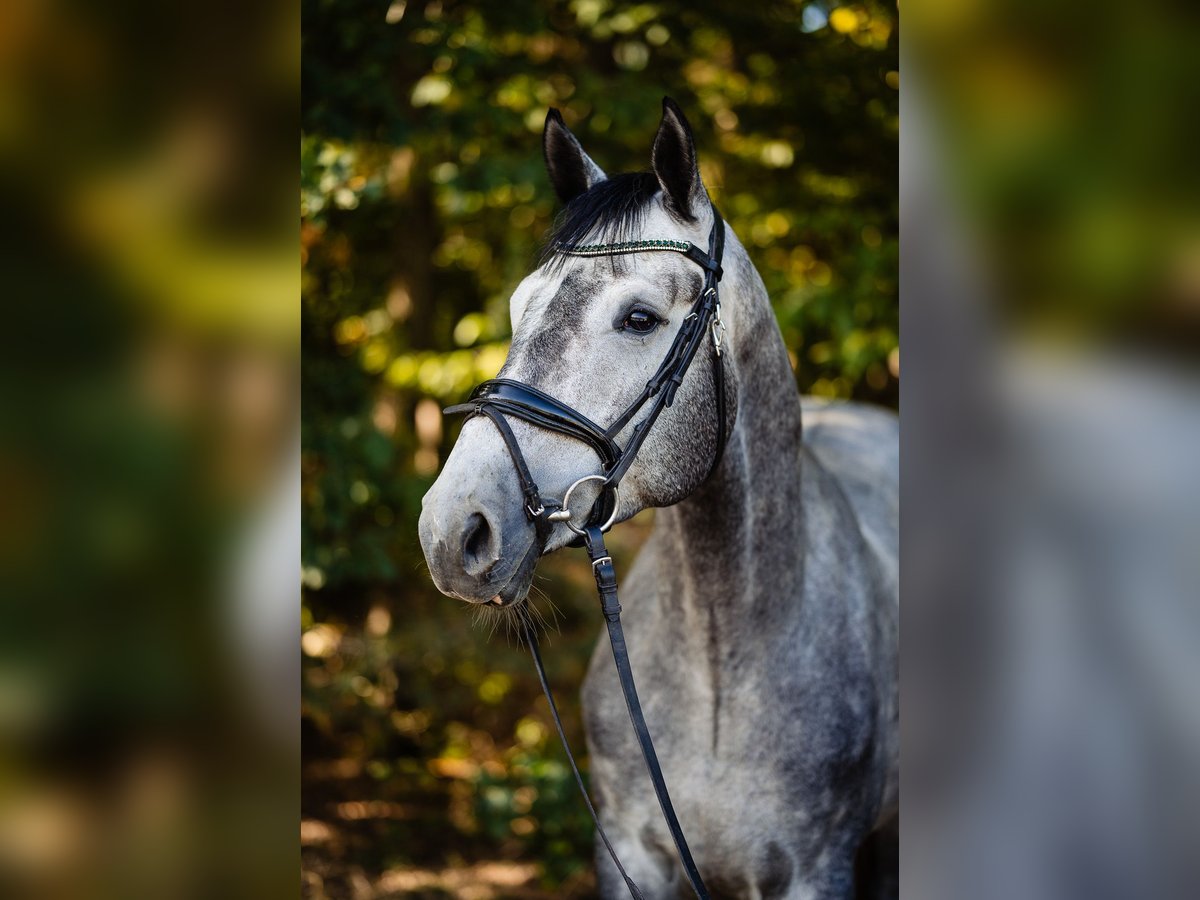 Polnisches Halbblut Wallach 7 Jahre 172 cm Schimmel in Lublin