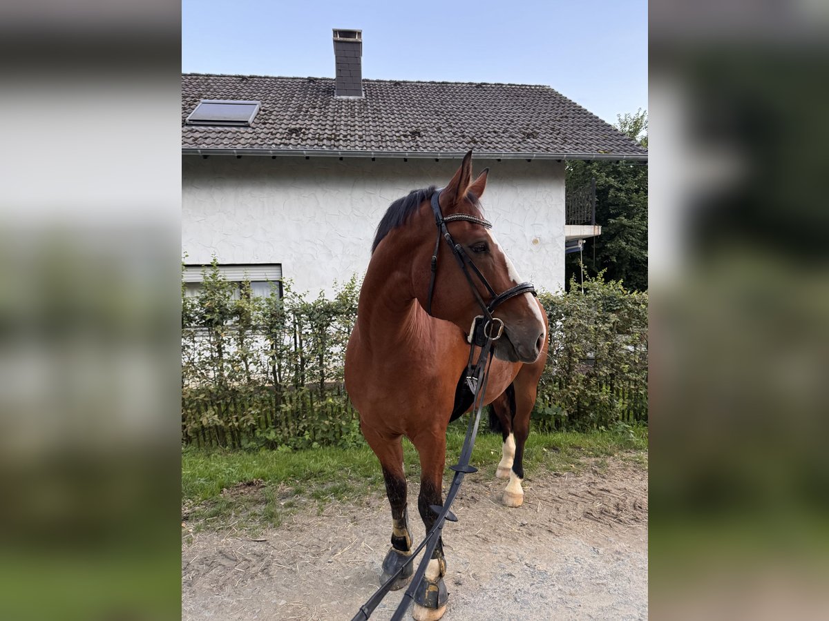 Polnisches Halbblut Wallach 7 Jahre 176 cm in LohmarLohmar