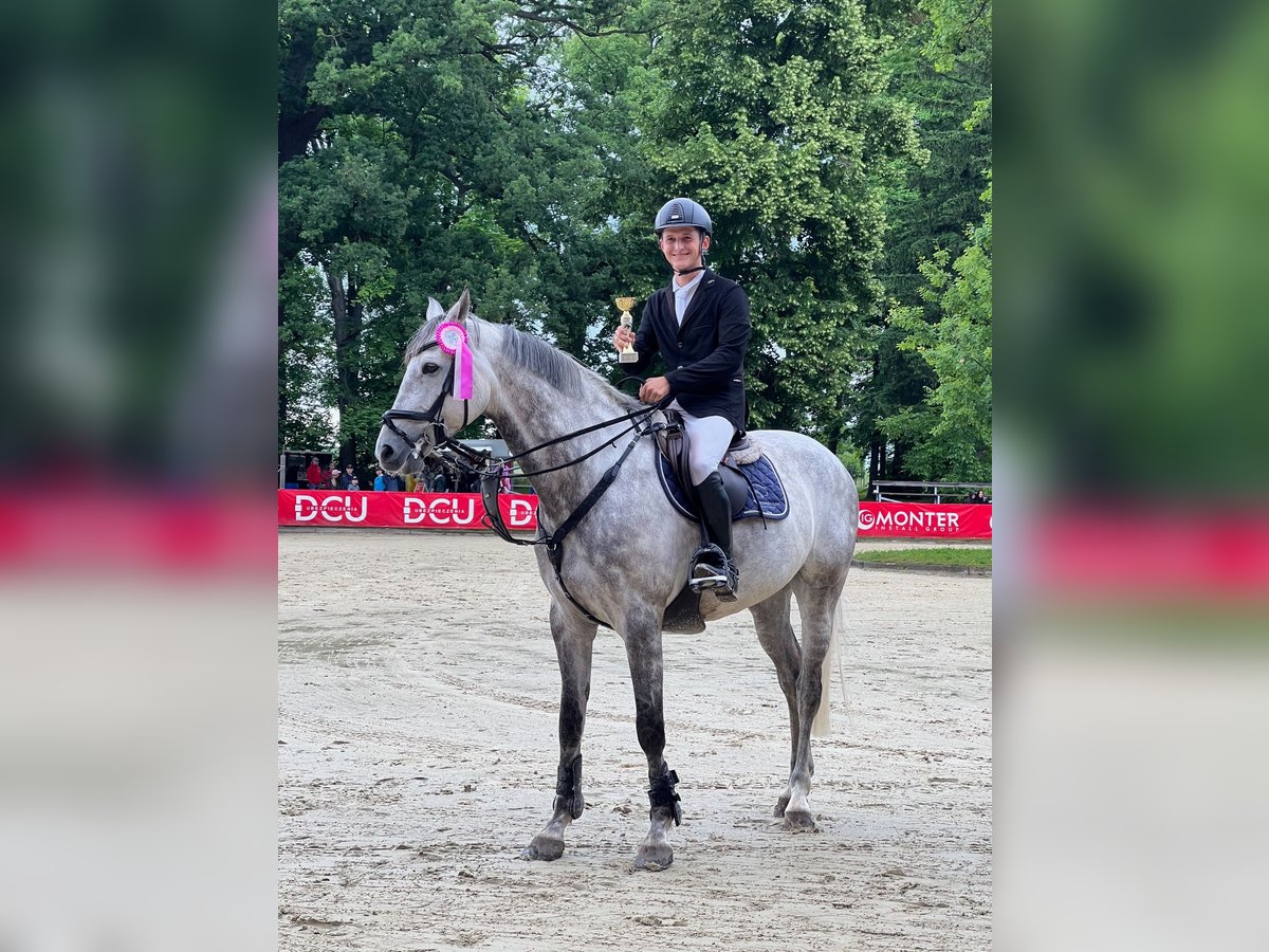 Polnisches Halbblut Wallach 8 Jahre 167 cm Schimmel in Wojnarowice