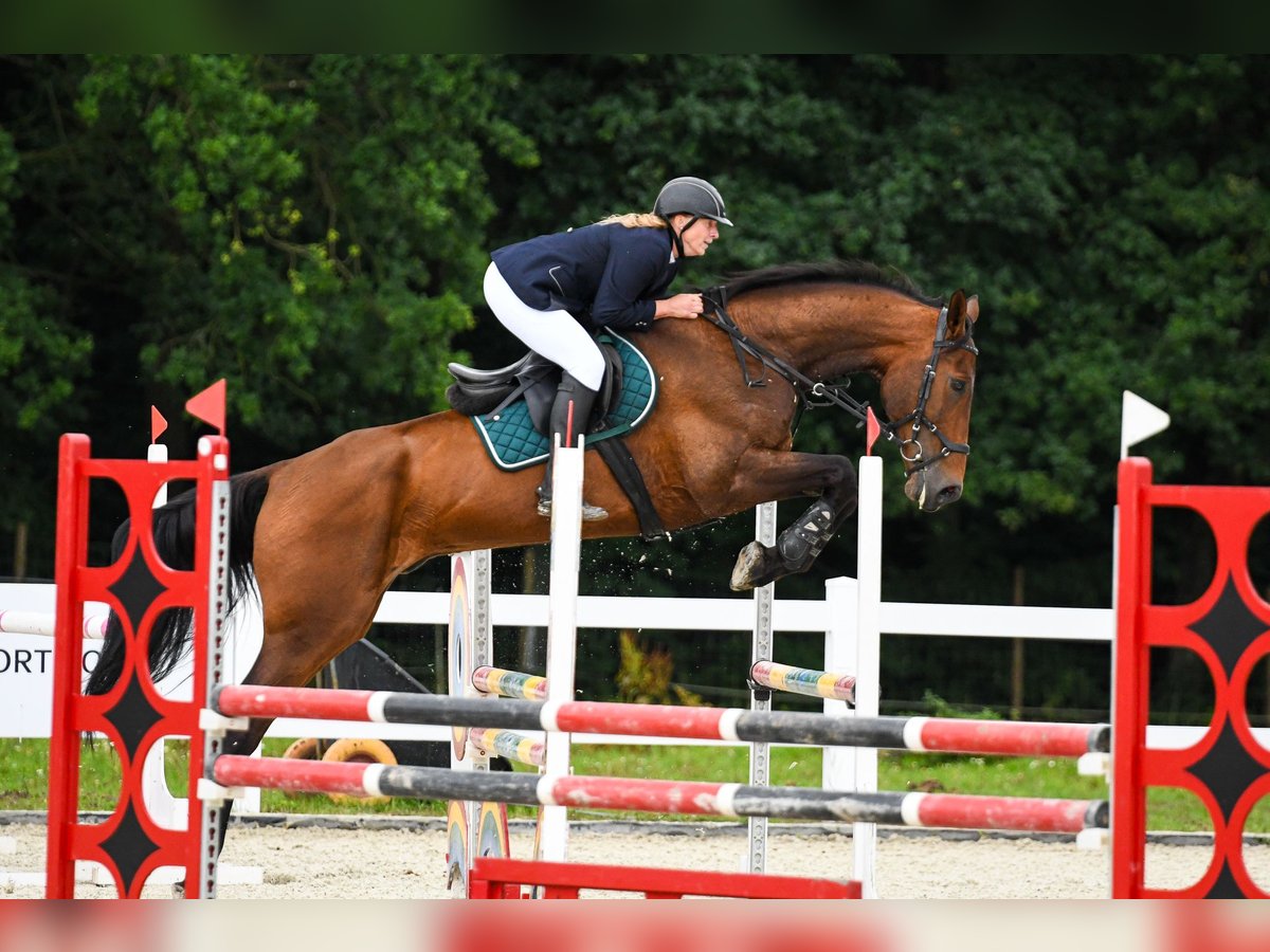 Polnisches Halbblut Wallach 8 Jahre 176 cm Brauner in &#x141;o&#x17A;nica