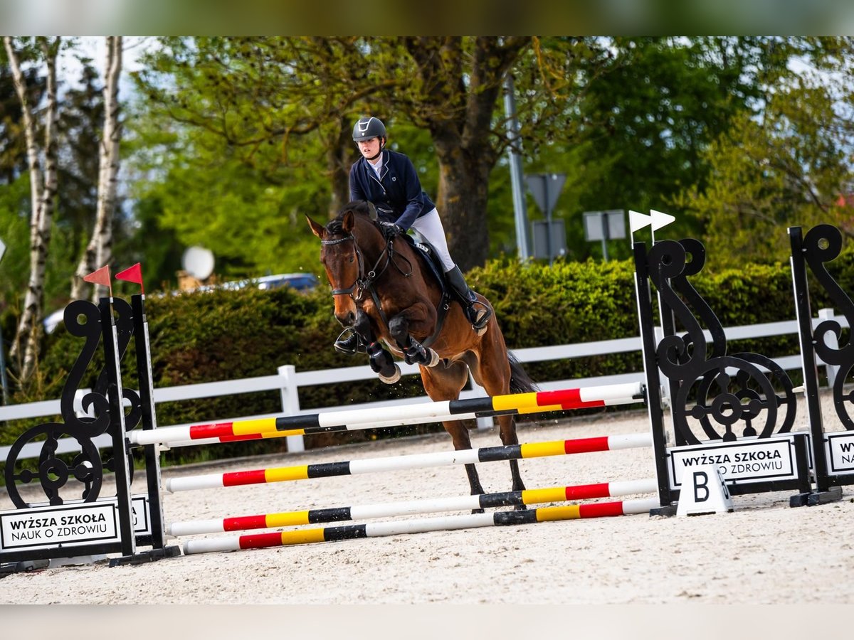 Polnisches Halbblut Wallach 8 Jahre 176 cm Brauner in Łoźnica