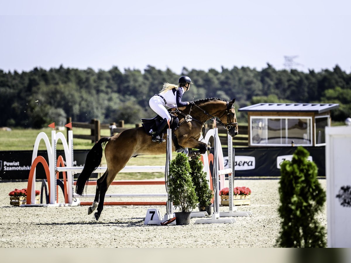 Polnisches Halbblut Wallach 8 Jahre 176 cm Rotbrauner in Tarnowo Pa&#x142;uckie