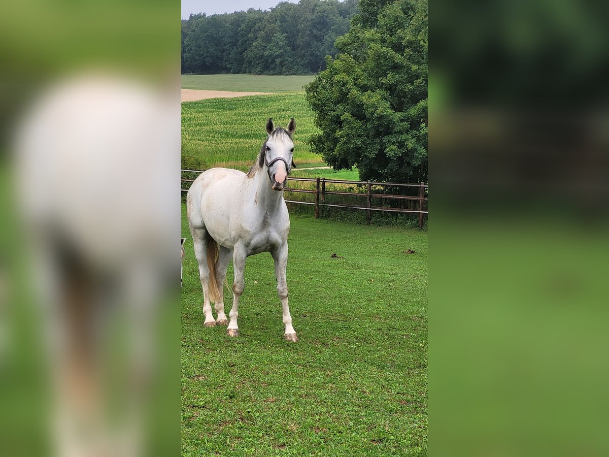 Polnisches Halbblut Wallach 9 Jahre 150 cm Schimmel in Burglengenfeld