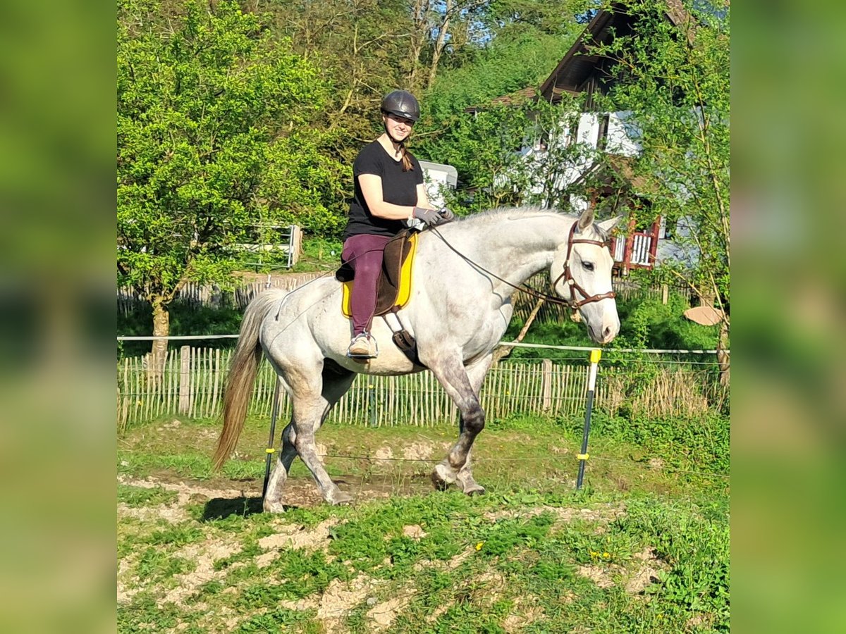 Polnisches Halbblut Wallach 9 Jahre 160 cm Schimmel in Bayerbach