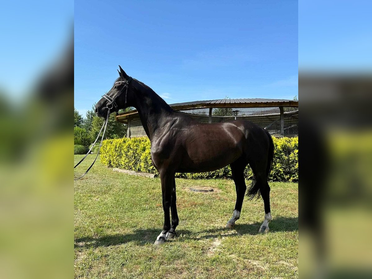 Polnisches Halbblut Wallach 9 Jahre 170 cm Rappe in Walewice