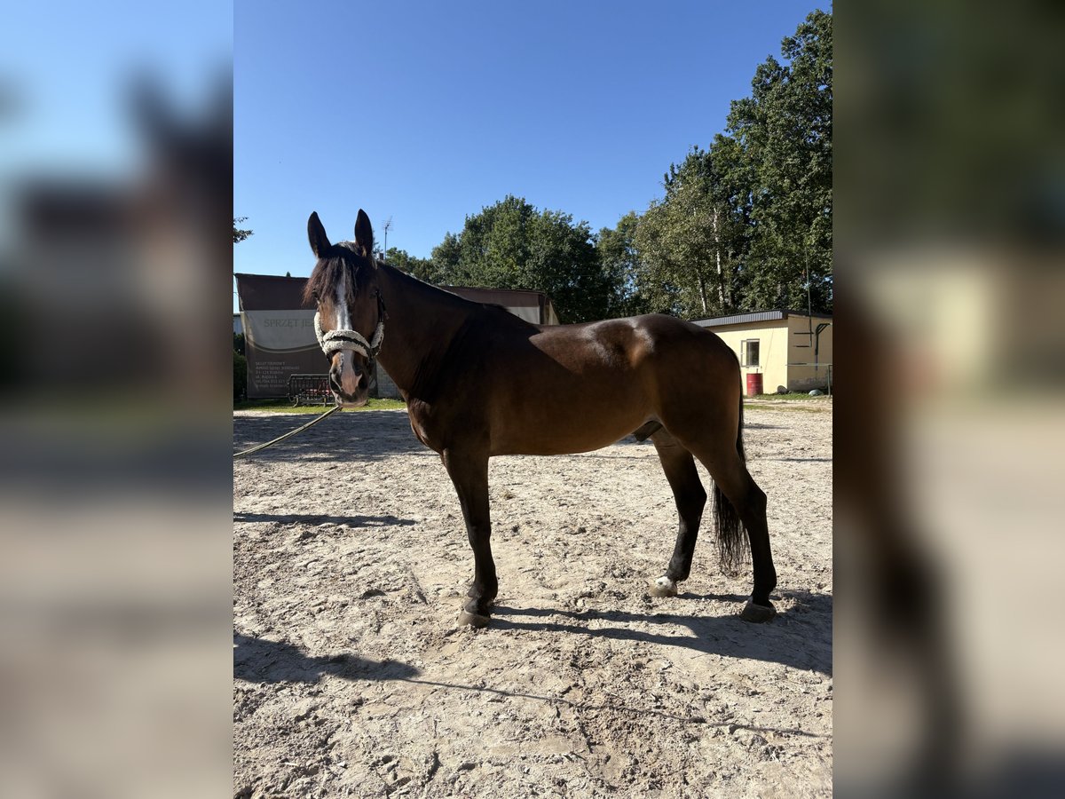 Polnisches Halbblut Wallach 9 Jahre 175 cm Rotbrauner in Krak&#xF3;w