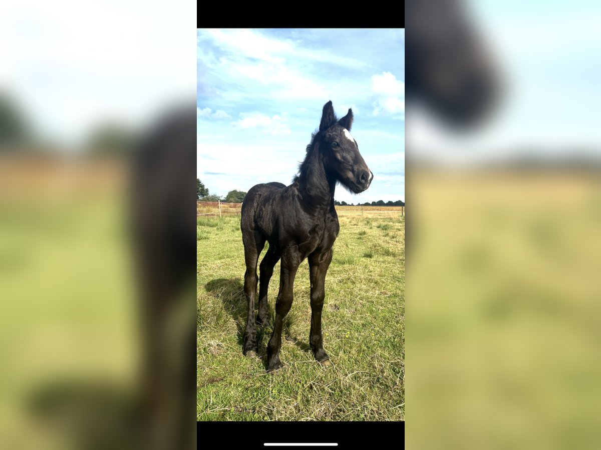 Polnisches Kaltblut Mix Hengst 1 Jahr 165 cm Rappe in Friesoythe