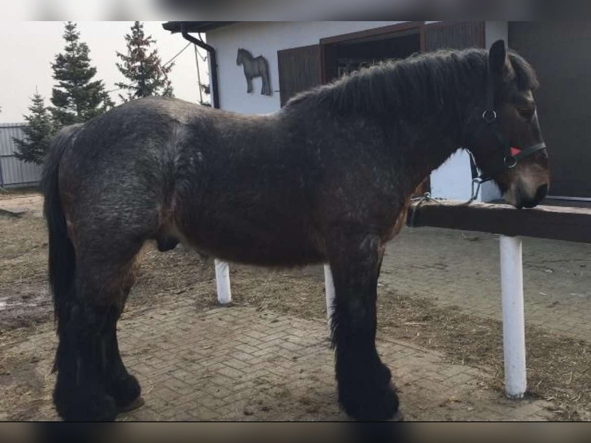 Polnisches Kaltblut Hengst 2 Jahre 157 cm Roan-Bay in M&#x141;AWA