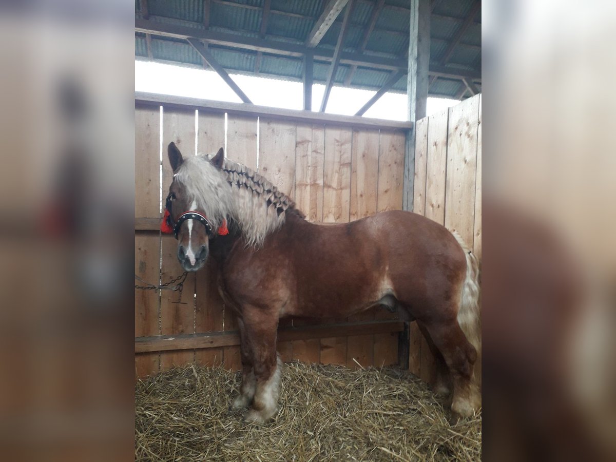 Polnisches Kaltblut Hengst 7 Jahre 164 cm Fuchs in Zakliczyn
