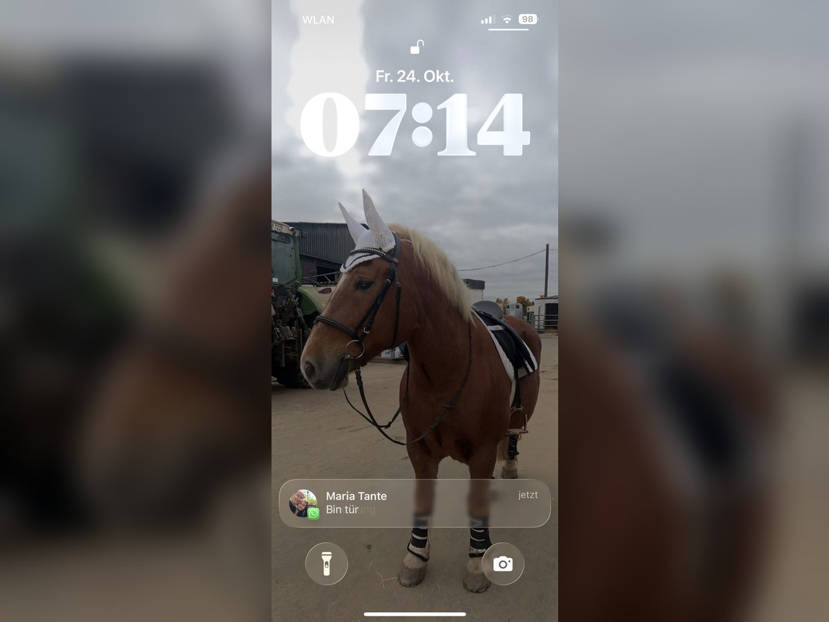 Polnisches Kaltblut Stute 10 Jahre 150 cm Fuchs in Ronneburg