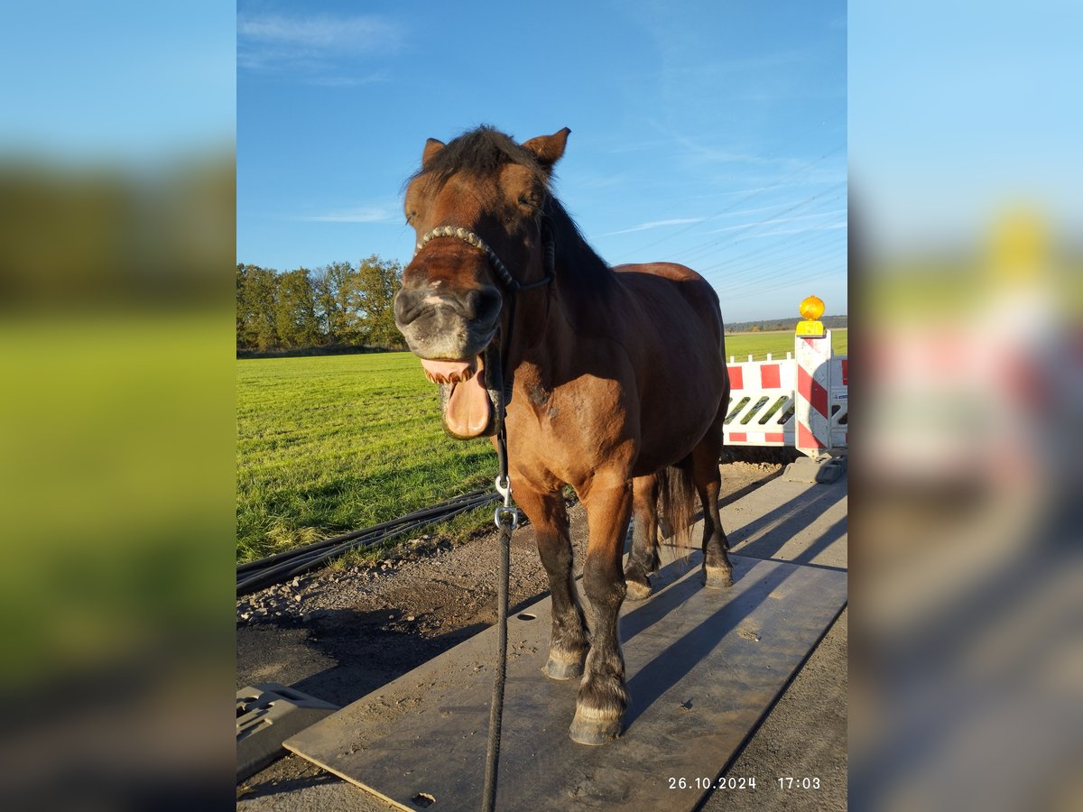 Polnisches Kaltblut Stute 11 Jahre 160 cm Dunkelbrauner in Alfter