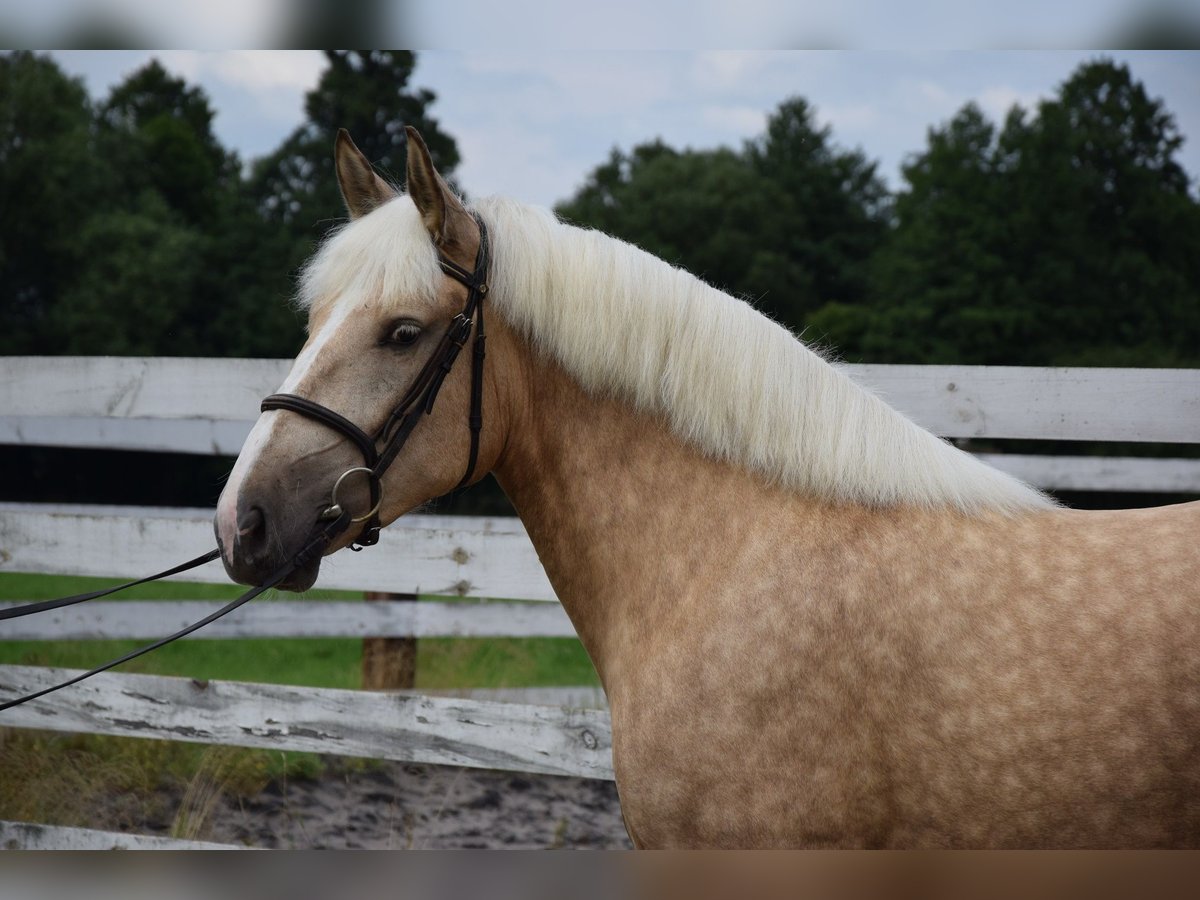Polnisches Kaltblut Mix Stute 2 Jahre 161 cm Palomino in Che&#x142;mno