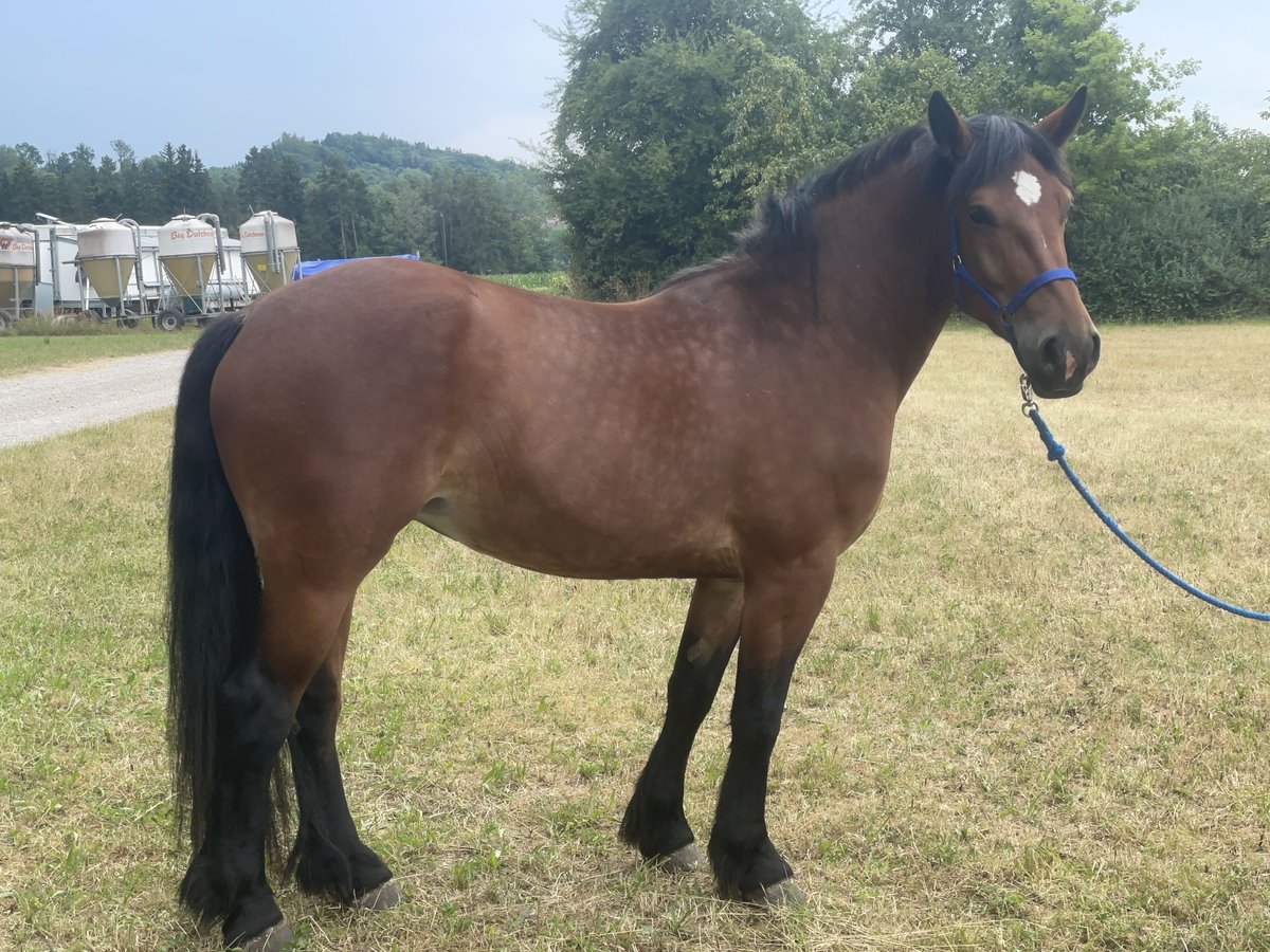 Polnisches Kaltblut Mix Stute 3 Jahre 158 cm Brauner in Fuchstal