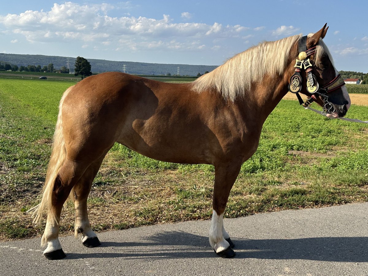 Polnisches Kaltblut Mix Stute 3 Jahre 166 cm Fuchs in Riedlingen
