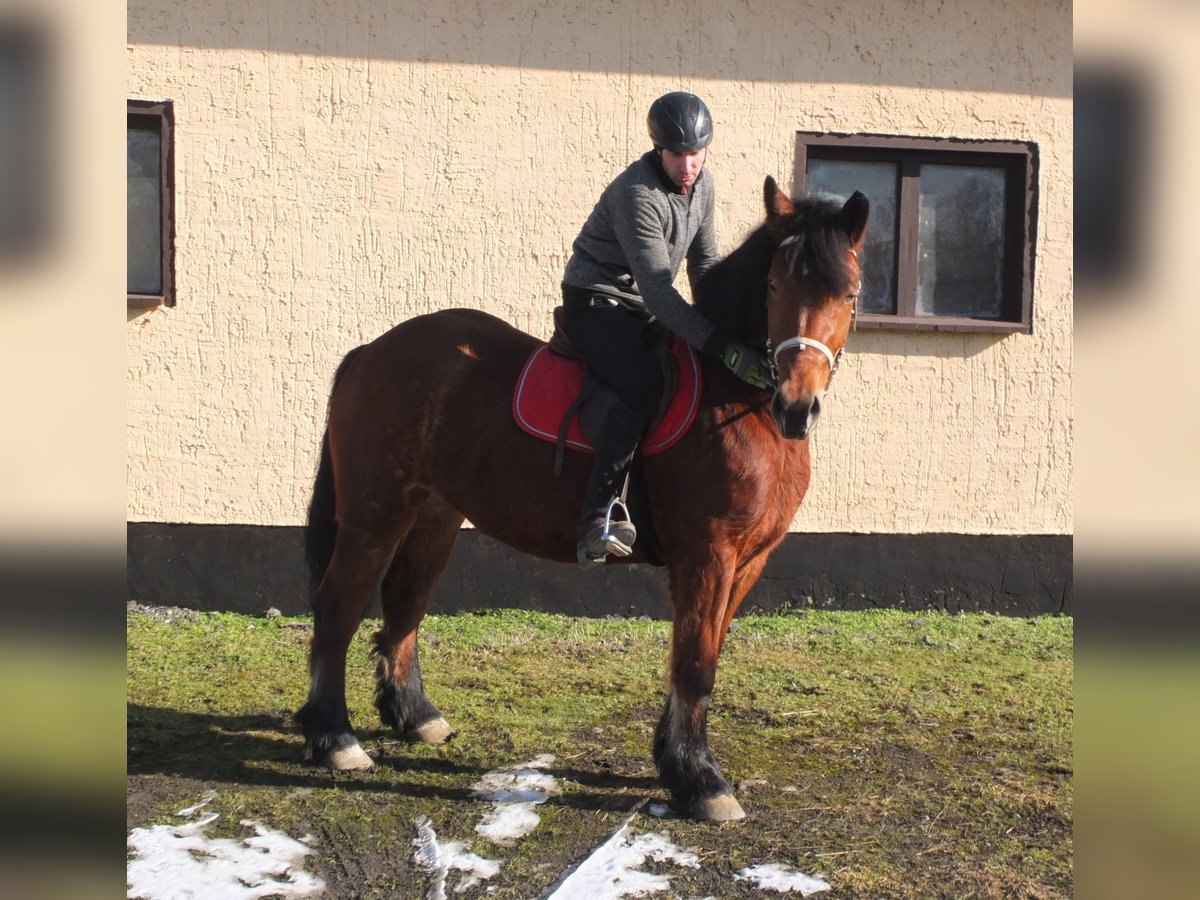 Polnisches Kaltblut Stute 4 Jahre 157 cm Brauner in Buttstädt