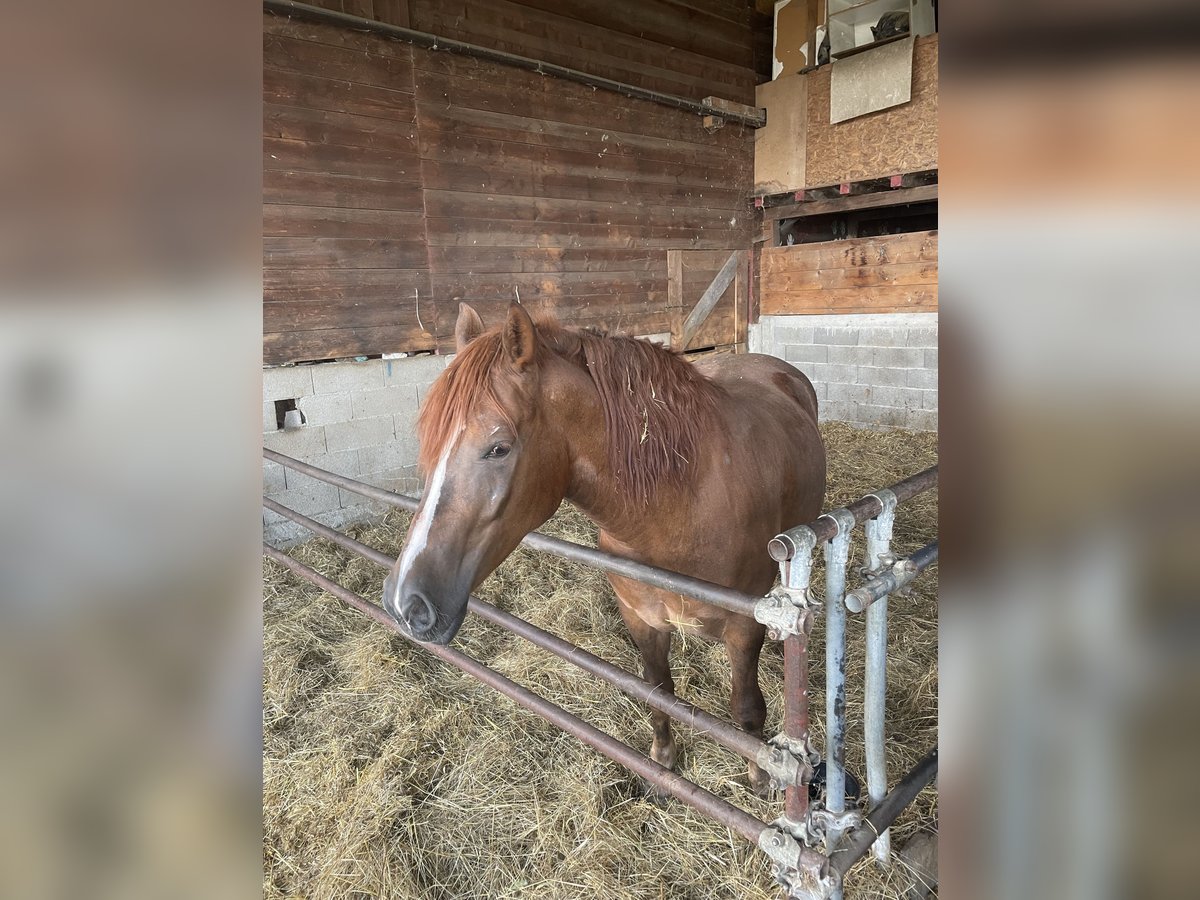 Polnisches Kaltblut Stute 4 Jahre 160 cm Cremello in Camugnano
