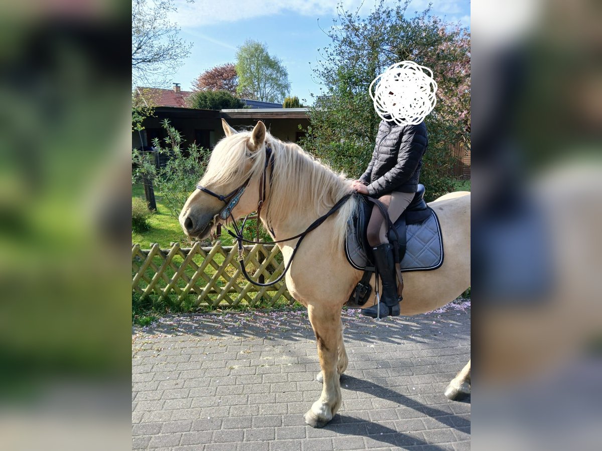 Polnisches Kaltblut Stute 4 Jahre 160 cm Palomino in Cuxhaven