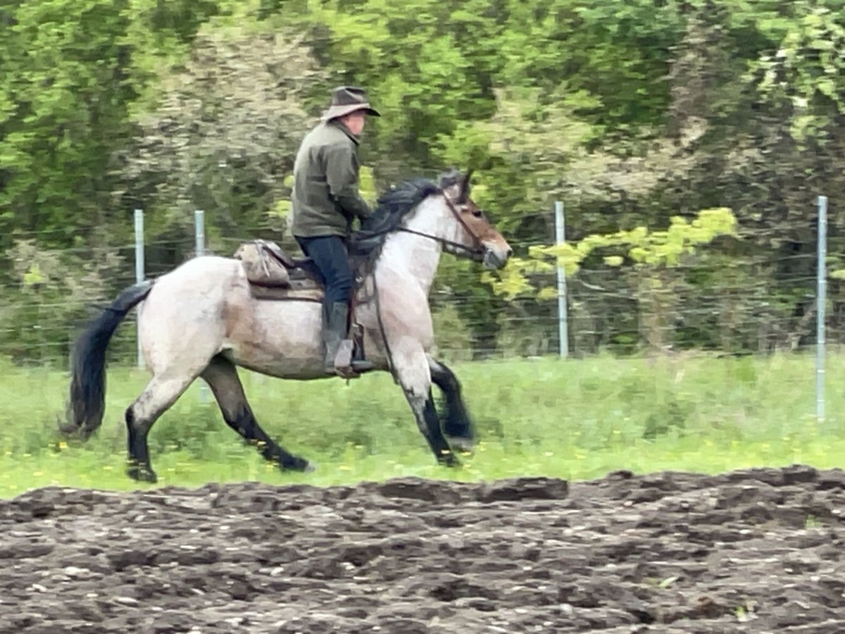 Polnisches Kaltblut Stute 4 Jahre 160 cm Rotschimmel in Fuchstal