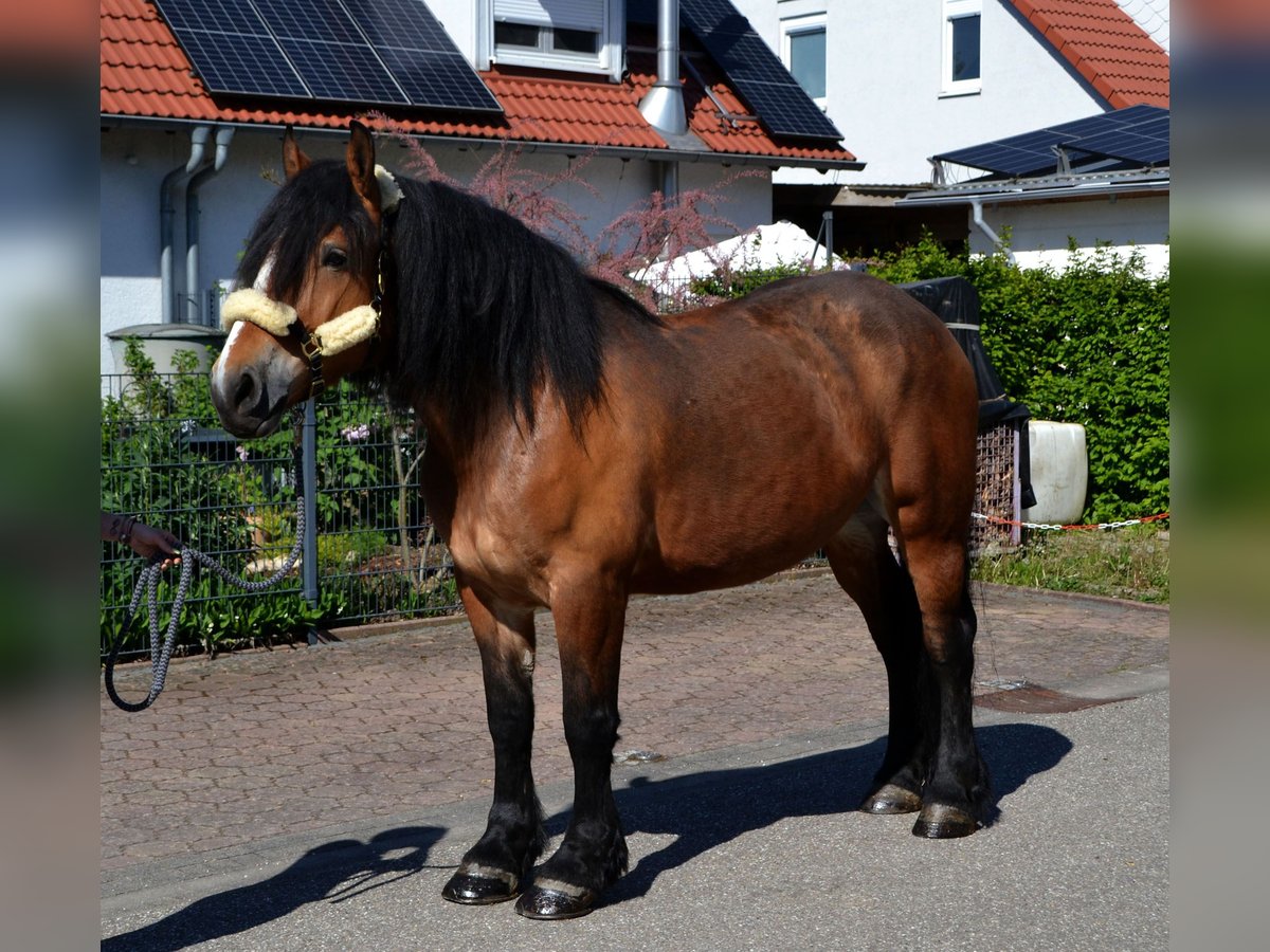 Polnisches Kaltblut Mix Stute 5 Jahre 160 cm Brauner in Bretten
