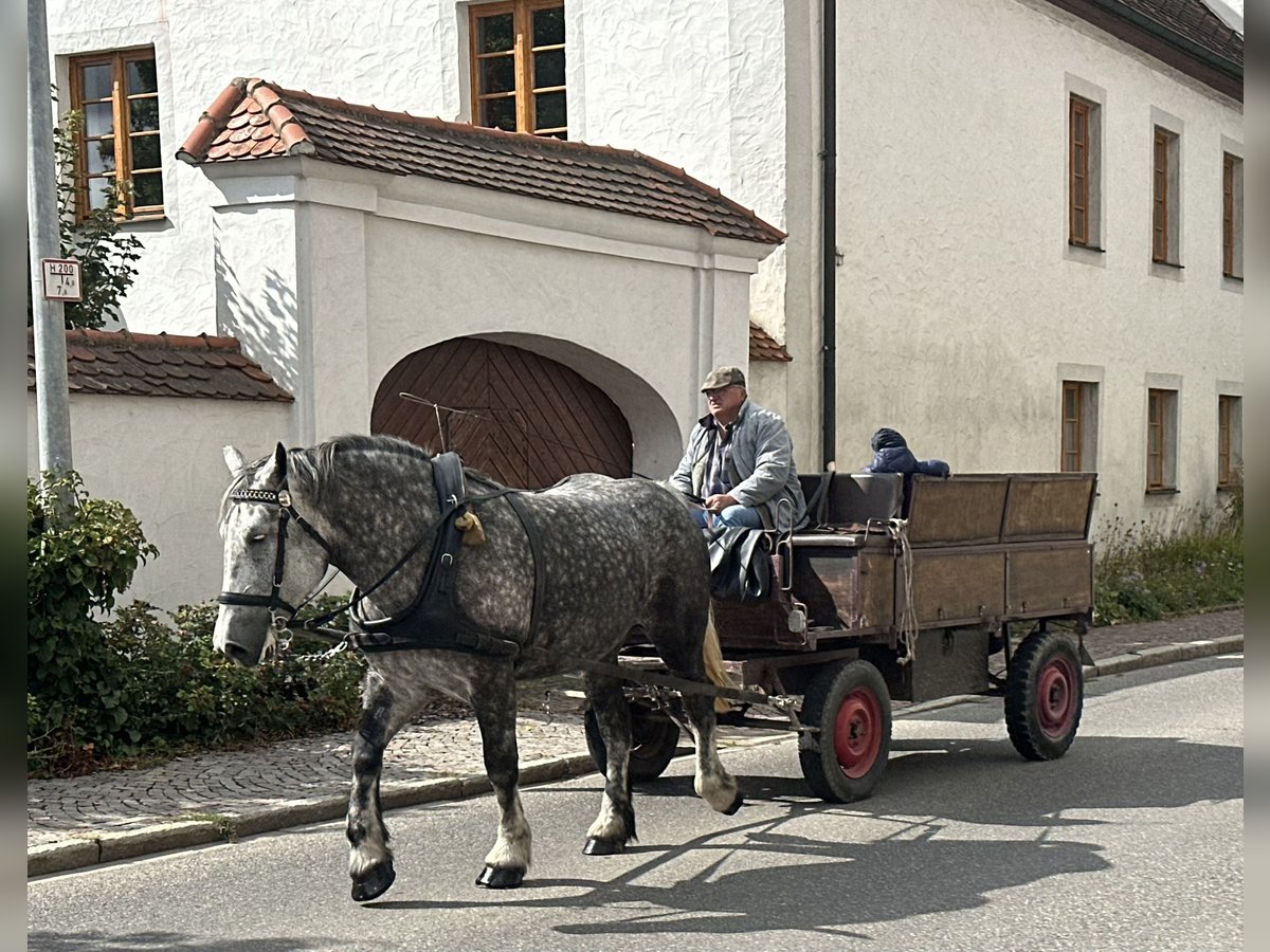 Polnisches Kaltblut Stute 6 Jahre 164 cm Apfelschimmel in Riedlingen