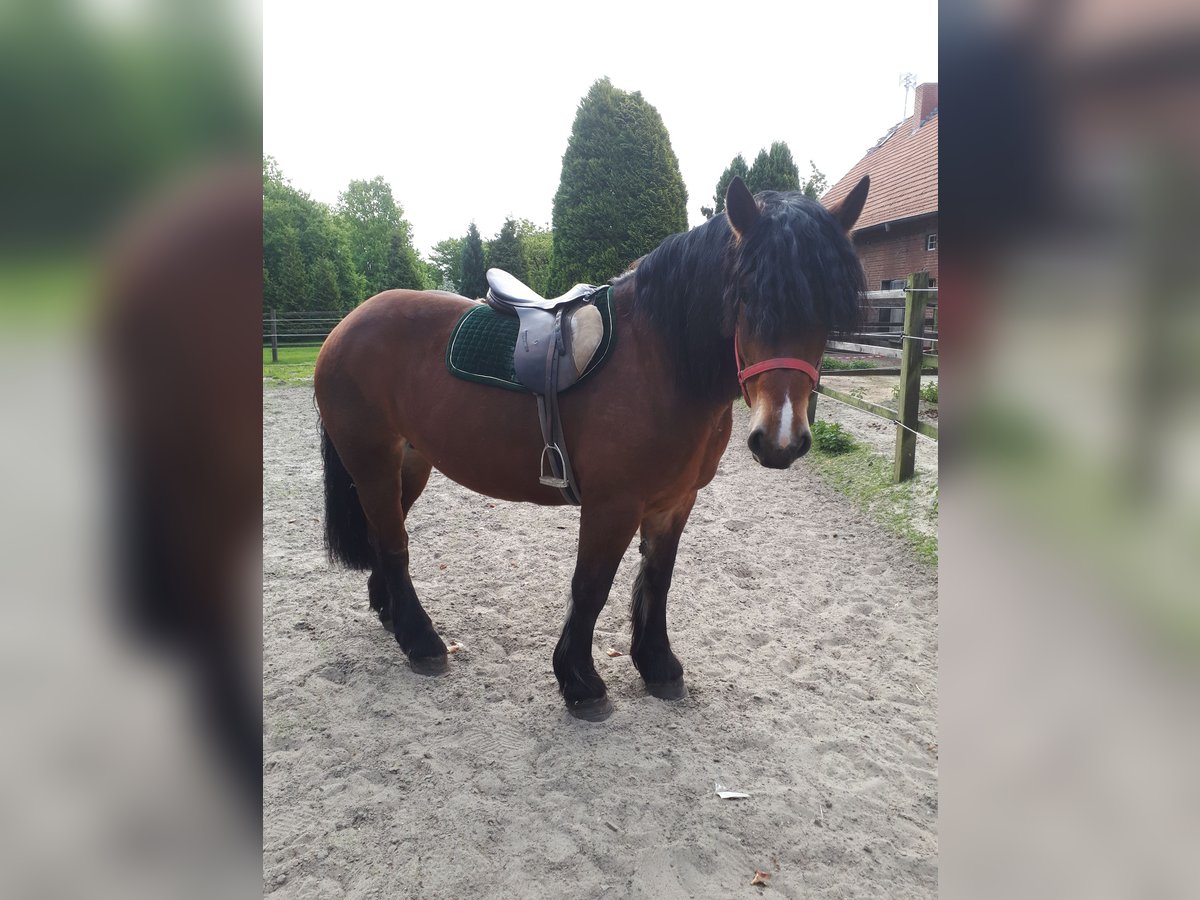 Polnisches Kaltblut Stute 6 Jahre 165 cm Dunkelbrauner in Emsbüren