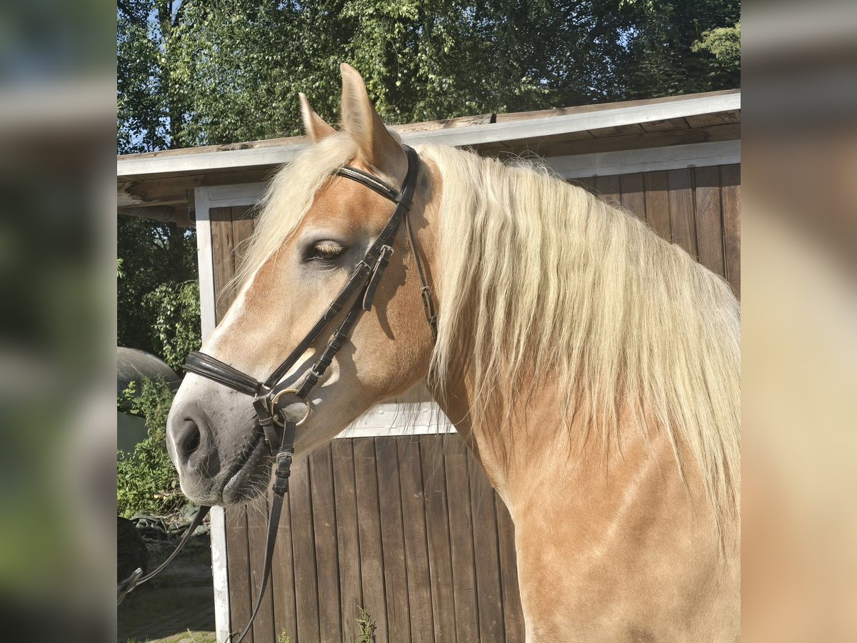 Polnisches Kaltblut Stute 8 Jahre 158 cm Palomino in M&#xFC;lheim an der Ruhr