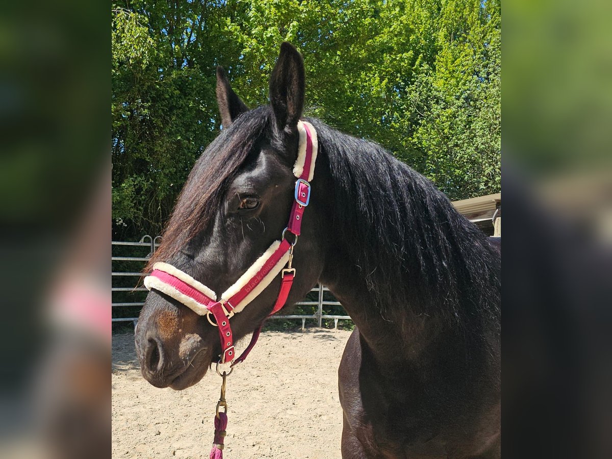 Polnisches Kaltblut Stute 8 Jahre 160 cm Dunkelbrauner in Bad Camberg