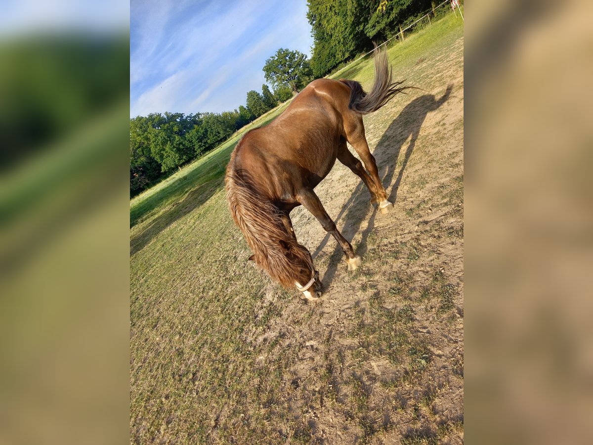 Polnisches Kaltblut Mix Stute 9 Jahre 150 cm Dunkelbrauner in Dessau