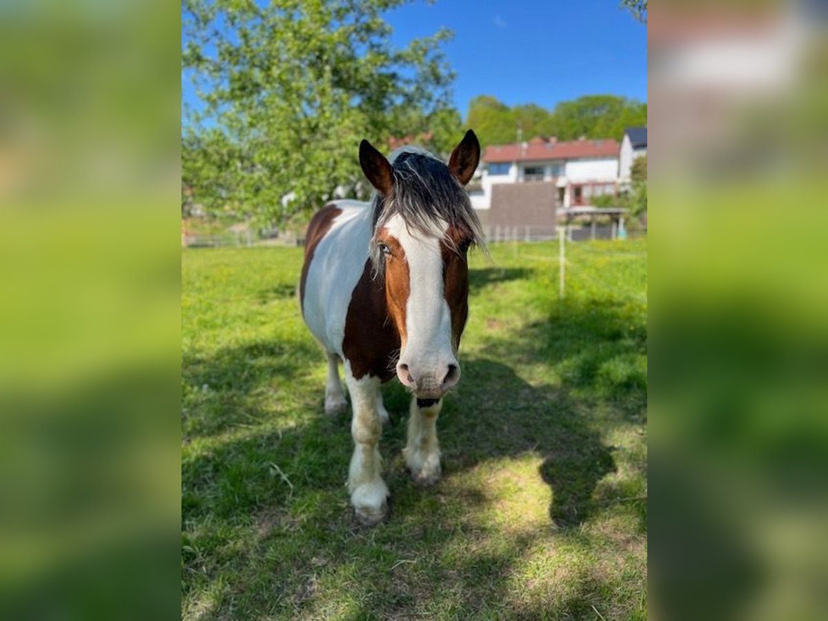 Polnisches Kaltblut Wallach 12 Jahre 156 cm in Schotten