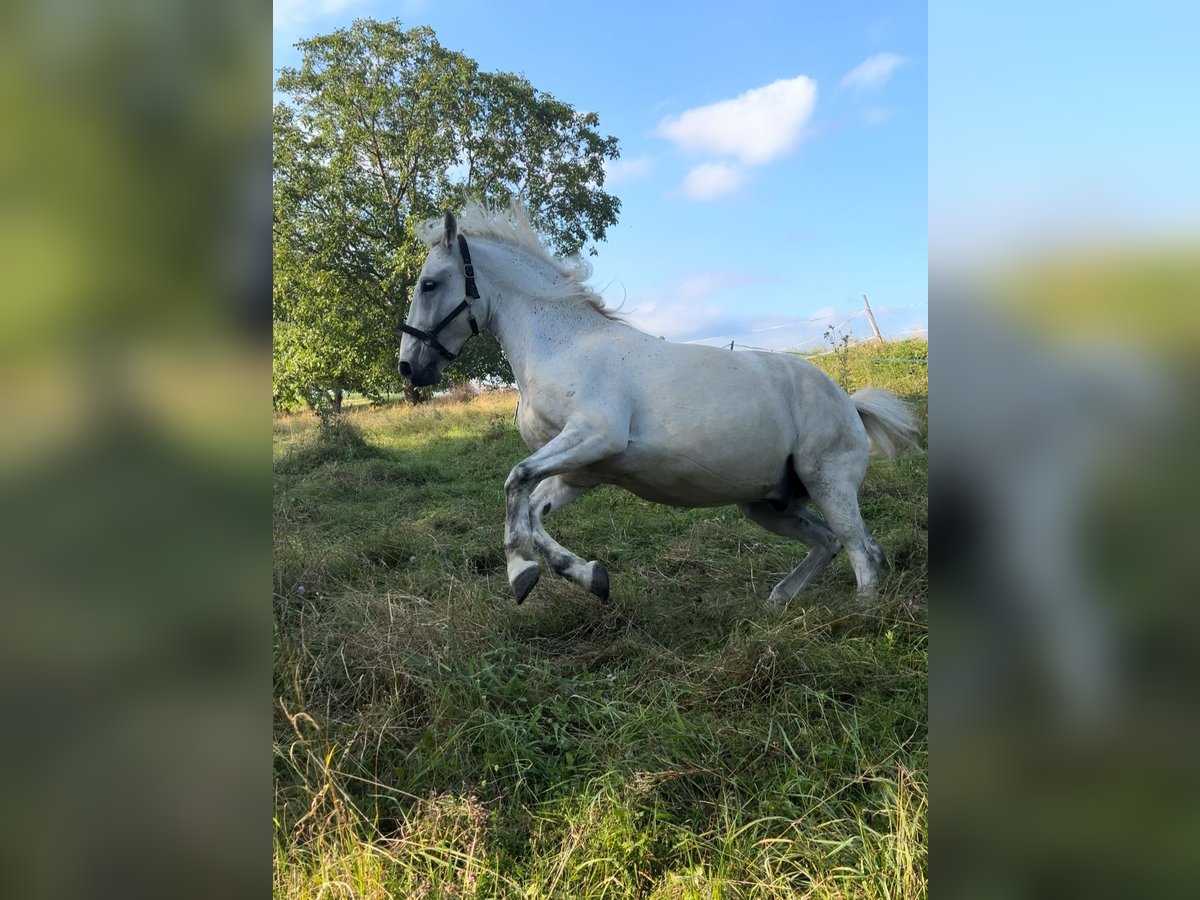 Polnisches Kaltblut Wallach 13 Jahre 155 cm Schimmel in Neckarwestheim