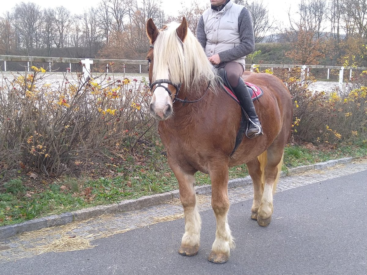 Polnisches Kaltblut Wallach 13 Jahre 165 cm Fuchs in Kamenz