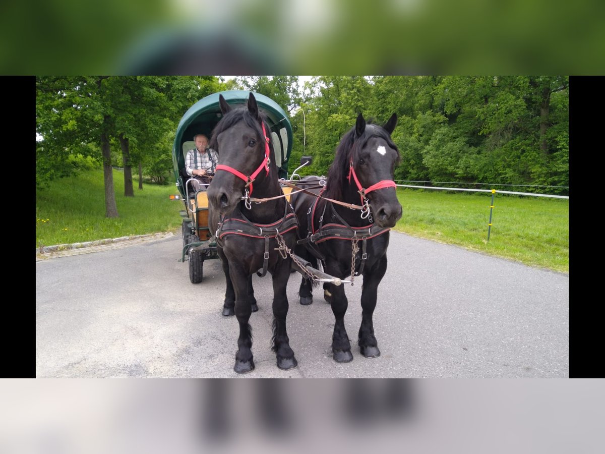 Polnisches Kaltblut Wallach 3 Jahre 159 cm Rappe in Kamenz