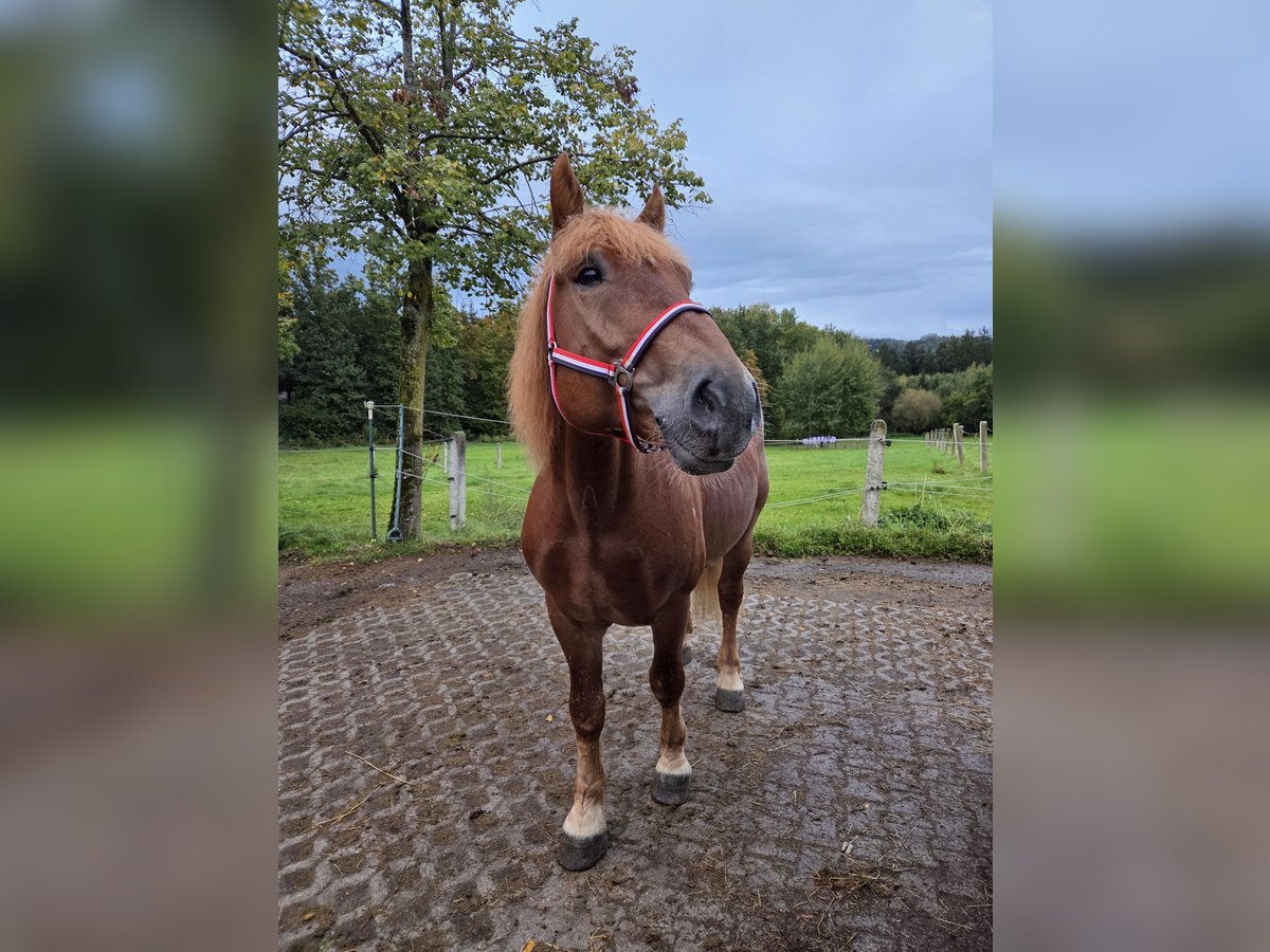 Polnisches Kaltblut Wallach 7 Jahre 155 cm Dunkelfuchs in Wiesenfelden