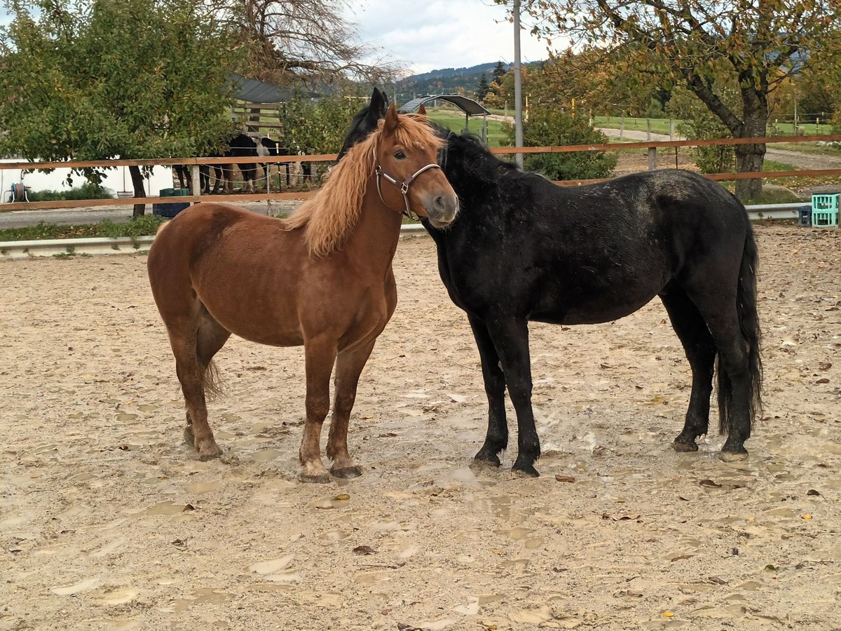 Polnisches Kaltblut Wallach 7 Jahre 155 cm Fuchs in Ascha Polnisches Kaltblut Wallach 7 Jahre 155 cm Fuchs in Ascha