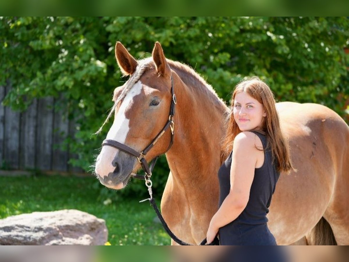 Polnisches Kaltblut Wallach 7 Jahre 161 cm Fuchs in Lutherstadt Wittenberg